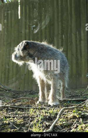 BORDER TERRIER CANE POSA DI CACCIA Foto Stock