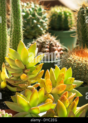 Piante succulente e cactus Display, Florida, Stati Uniti d'America Foto Stock