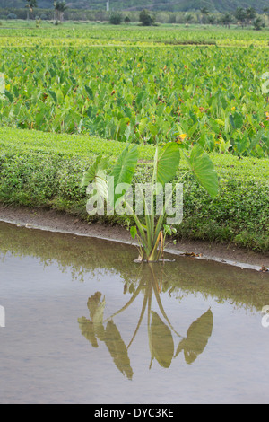 Taro (Colocasia esculenta) cresce in campo inondato Foto Stock