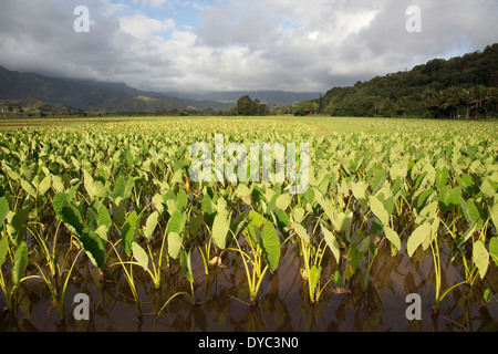 Stagno di Taro (Kalo) nella Valle di Hanalei a Kauai, un raccolto culturalmente significativo e pianta di stato delle Hawaii (colocasia escultenta) Foto Stock