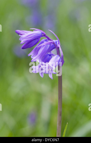 Hyacinthoides non scripta. English bluebell flower. Foto Stock