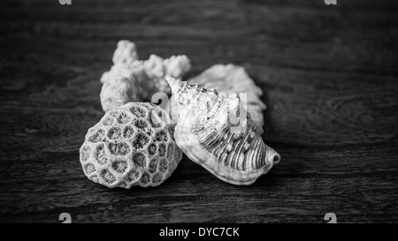 Bianco e nero conchiglie e coralli dalle Filippine su una superficie di legno. Foto Stock