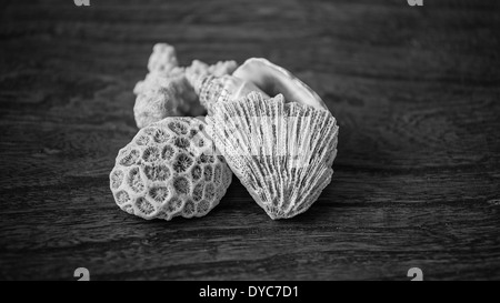 Bianco e nero conchiglie e coralli dalle Filippine su una superficie di legno. Foto Stock