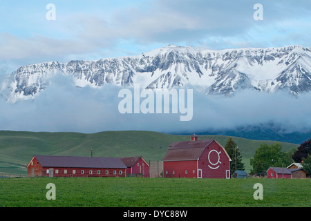 Il settore agricolo e di allevamento zona vicino a Giuseppe, di Oregon si trova sotto le montagne Wallowa in primavera. Stati Uniti d'America Foto Stock