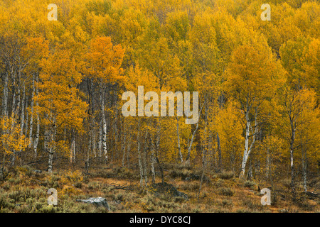 Le Sawtooth Mountains, vicino a Stanley, Idaho, caduta, Aspen, Autunno a colori, foresta Foto Stock