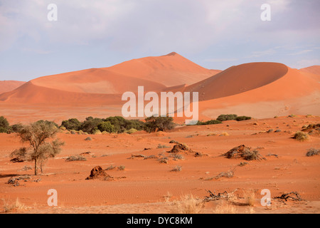 La mattina presto al Sossusvlei dune del deserto del Namib, Namib Naukluft Park, Namibia, Africa Foto Stock