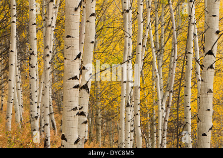 Le Sawtooth Mountains, vicino a Stanley, Idaho, caduta, Aspen, Autunno a colori, foresta Foto Stock
