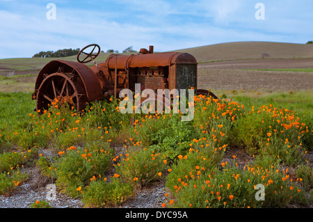 California papaveri e un trattore. Foto Stock