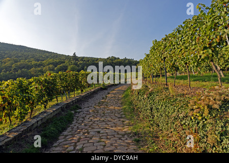 Europa Germania Renania Palatinato di Neustadt an der Weinstrasse strada del vino vasca Neustadt modo acciottolato vigneti Vigneti alberi, Foto Stock