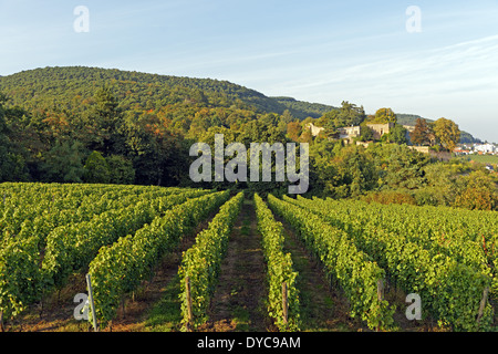 Europa Germania Renania Palatinato di Neustadt an der Weinstrasse strada del vino Neustadt Deidesheim tempio Friedrich Deidesheimer Foto Stock