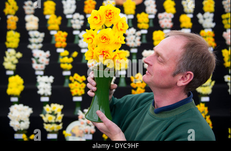 Un uomo può contenere un vaso di colorato Yellow Daffodils durante il Cardiff's RHS flower show in Bute Park, Cardiff, Galles del Sud. Foto Stock