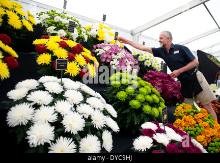 Un uomo regola fiori a Cardiff la RHS flower show in Bute Park, Cardiff, Galles del Sud. Foto Stock