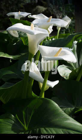 White calla lilies immagine verticale. Gruppo di white callas con foglie verdi. Foto Stock