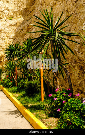 Un piacevole giardino di confine che appare ai bordi di pareti grossomesse di intonaco dove due lampioni sono situati tra le palme e fiori in fiore Foto Stock