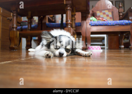 Sleeping chihuahua in casa in legno, stock photo Foto Stock