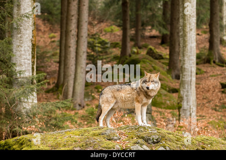 Lupo solitario (Canis lupus)su uno sperone roccioso in una foresta Foto Stock