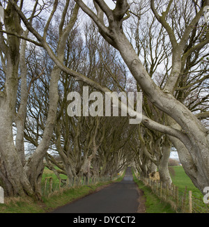 Il Dark siepi Bregagh Road, Armoy, County Antrim, Irlanda del Nord Foto Stock