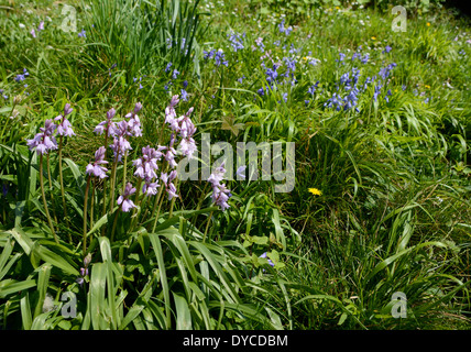 Rosa e blu bluebells spagnola - un ibrido che minacciano il nativo di British bluebell Foto Stock