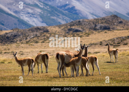 Guanaco (Lama guanicoe) Guanaco nel selvaggio, Perito Moreno National Park, Sud Andino Patagonia, Santa Cruz, Argentina Foto Stock