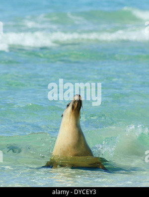 Australian Sea Lion (Neophoca cinerea), Kangaroo Island, Sud Australia, SA, Australia Foto Stock