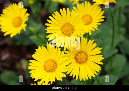 Fiori di grande Leopard's Bane (Doronicum pardalianches) Foto Stock