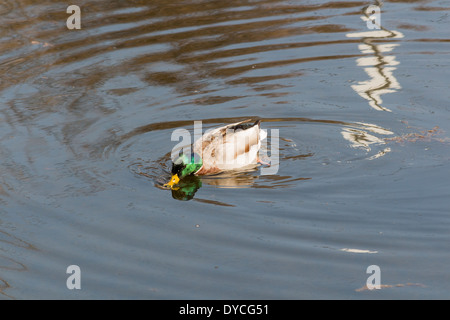 Drake Mallard Duck con bill in piscina di acqua sul fiume. Foto Stock