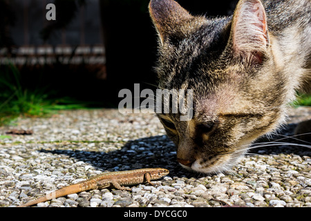 Cat annusare una lucertola terrorizzata Foto Stock