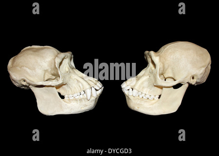 Vista laterale il confronto tra maschio e femmina teschi scimpanzé Foto Stock
