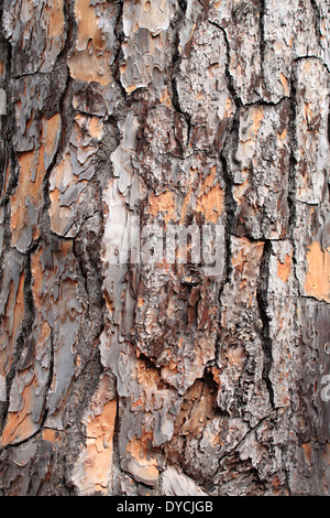 Vista dettagliata di un bosco di pini di corteccia di albero Foto Stock