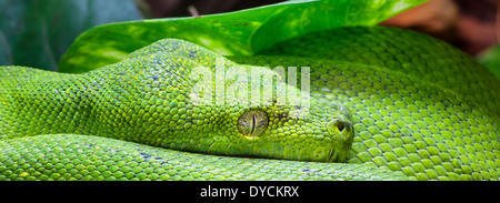 Vista panoramica di Python verde Foto Stock