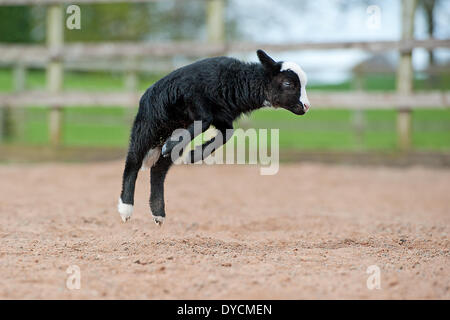 Ruyton XI Città, Shropshire, Regno Unito. Xiv Apr, 2014. Un orfano Balwen Welsh le pecore di montagna "salti di gioia nel sole di primavera in Shropshire. Il piccolo agnello che viene allevato a mano è visto che saltava circa. Credito: RICHARD DAWSON/Alamy Live News Foto Stock