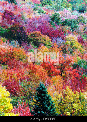 Le foglie multicolore di alberi in autunno in Nuova Inghilterra, USA, sono state digitalmente alterata in modo da creare una pittura vibrante di caduta delle foglie. Foto Stock