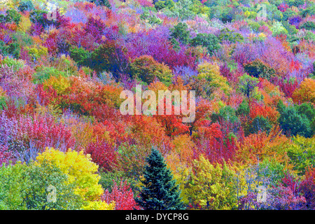 Le foglie multicolore di alberi in autunno in Nuova Inghilterra, USA, sono state digitalmente alterata in modo da creare una pittura vibrante di caduta delle foglie. Foto Stock