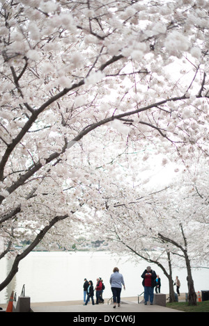 WASHINGTON DC - i visitatori camminano sotto gli alberi di ciliegio fioriti lungo il bacino delle maree. Questi alberi, originariamente un dono del Giappone nel 1912, vengono celebrati ogni primavera durante il National Cherry Blossom Festival. Foto Stock