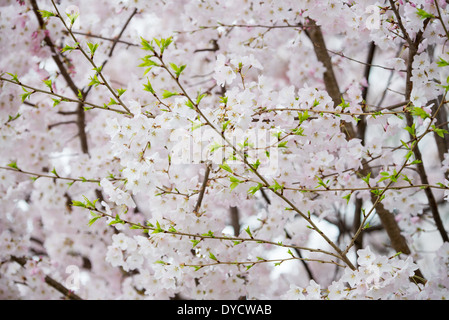WASHINGTON DC - i fiori di ciliegio e le nuove foglie verdi sono visibili su un albero del bacino delle maree. Gli alberi in fiore, un dono del Giappone nel 1912, sono il fulcro dell'annuale Festival nazionale della fioritura dei ciliegi. Foto Stock