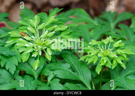 Fiori di Anemone nemorosa , 'Virescens' Foto Stock
