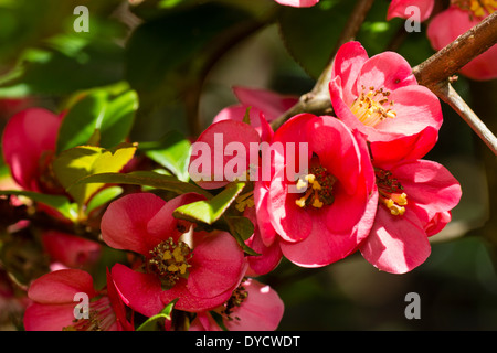 Dei Fiori di ibridi di mela cotogna giapponese, Chaenomeles x superba 'Pink Lady' Foto Stock