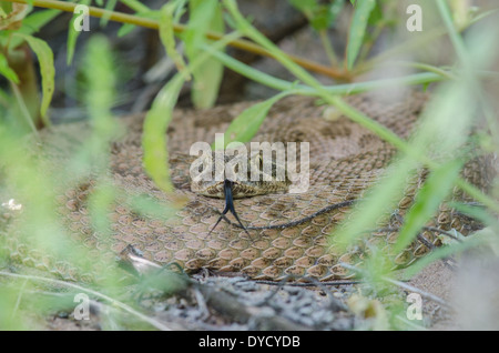 Prairie Rattlesnake, (Crotalus viridis), Bosque del Apache National Wildlife Refuge, Socorro Co., New Mexico, negli Stati Uniti. Foto Stock
