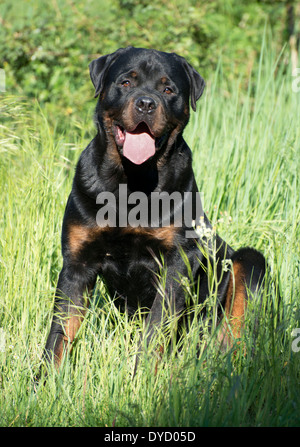 Ritratto di una razza Rottweiler in un giardino Foto Stock