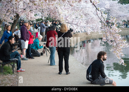 WASHINGTON DC - visitatori e fotografi si riuniscono lungo il bacino delle maree per ammirare i fiori di ciliegio in piena fioritura. L'annuale National Cherry Blossom Festival celebra il dono 1912 degli alberi provenienti dal Giappone, attirando folle sul lungomare per vedere gli alberi in fiore. Foto Stock