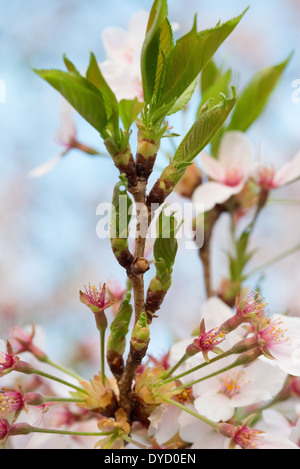 WASHINGTON DC - nuove foglie verdi emergono sui rami in fiore di ciliegio presso il bacino delle maree, un segno che gli alberi sono nella loro fase post-picco. Durante questo periodo di transizione, i petali rimanenti cadono mentre gli alberi concludono la loro fioritura primaverile annuale, che viene celebrata dal National Cherry Blossom Festival. Foto Stock
