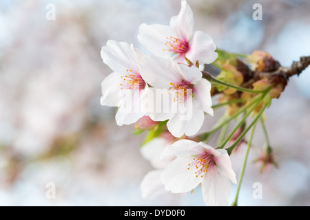 WASHINGTON DC - nuove foglie verdi emergono sugli alberi di ciliegio in fiore intorno al bacino delle maree, segnalando la fase post-picco della fioritura. Mentre i petali bianchi cadono, questa fase di transizione conclude la stagione primaverile della fioritura degli alberi, che furono un dono del Giappone nel 1912. Foto Stock
