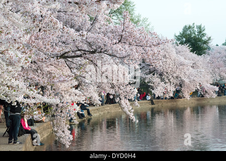 Centinaia di migliaia di turisti convergono su Washington DC del bacino di marea ogni primavera per la fioritura annuale del Yoshino fiori di ciliegio. Il più antico degli alberi sono stati piantati come un dono dal Giappone nel 1912. Foto Stock