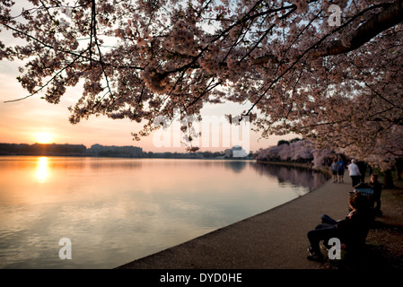 Centinaia di migliaia di turisti convergono su Washington DC del bacino di marea ogni primavera per la fioritura annuale del Yoshino fiori di ciliegio. Il più antico degli alberi sono stati piantati come un dono dal Giappone nel 1912. Foto Stock