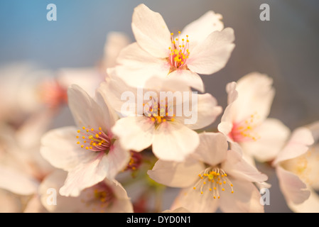 WASHINGTON DC - Una vista dettagliata mostra i fiori di ciliegio in fiore lungo il bacino delle maree. Gli alberi fioriti, originariamente un regalo del Giappone nel 1912, sono al centro dell'annuale National Cherry Blossom Festival e un momento culminante della stagione primaverile nella capitale della nazione. Foto Stock