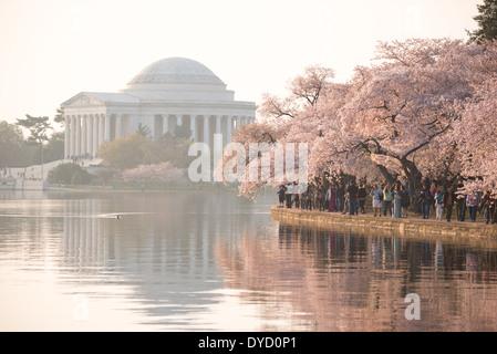 WASHINGTON DC - i fiori di ciliegio raggiungono il picco della fioritura lungo il bacino delle maree, con il Jefferson Memorial visibile attraverso l'acqua alla luce del mattino presto. I ciliegi Yoshino in fiore, un dono del Giappone nel 1912, sono al centro dell'annuale National Cherry Blossom Festival. Foto Stock