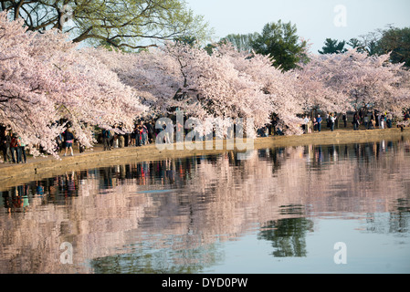 Centinaia di migliaia di turisti convergono su Washington DC del bacino di marea ogni primavera per la fioritura annuale del Yoshino fiori di ciliegio. Il più antico degli alberi sono stati piantati come un dono dal Giappone nel 1912. Foto Stock