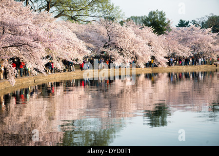 Centinaia di migliaia di turisti convergono su Washington DC del bacino di marea ogni primavera per la fioritura annuale del Yoshino fiori di ciliegio. Il più antico degli alberi sono stati piantati come un dono dal Giappone nel 1912. Foto Stock