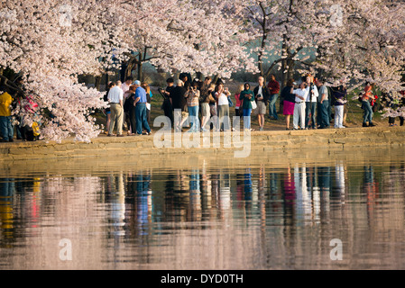 Centinaia di migliaia di turisti convergono su Washington DC del bacino di marea ogni primavera per la fioritura annuale del Yoshino fiori di ciliegio. Il più antico degli alberi sono stati piantati come un dono dal Giappone nel 1912. Foto Stock