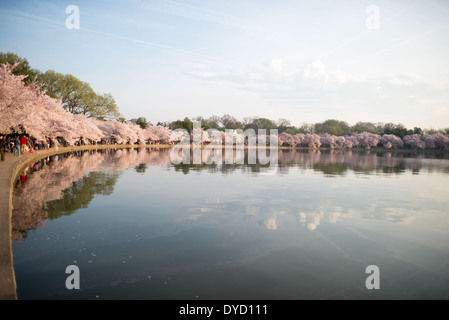 Centinaia di migliaia di turisti convergono su Washington DC del bacino di marea ogni primavera per la fioritura annuale del Yoshino fiori di ciliegio. Il più antico degli alberi sono stati piantati come un dono dal Giappone nel 1912. Foto Stock